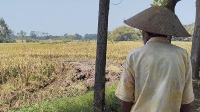 Fenomena El Nino, Musim Tanam 2023 Diprediksi Mundur