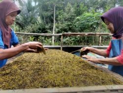 Petani Tembakau Purworejo Tuai Berkah