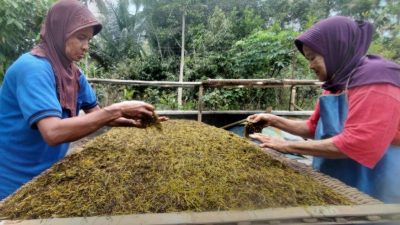 petani tembakau