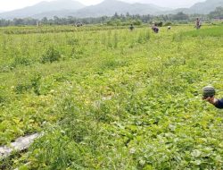Kembangkan Blewah, Petani Keduren Mendapat Berkah