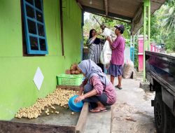 Durian Meredup, Pedagang Musiman Banting Stir ke Duku