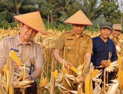Manfaatkan DD, Kebongunung Panen Jagung