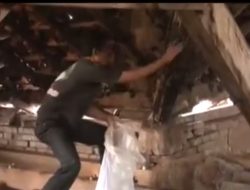 Jasa Pembersihan Kelelawar, Jarang Ditekuni Tapi Hasilnya Lumayan