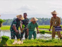 Jaga Stabilitas Pangan, Kodim 0708 Purworejo Dampingi Petani Tanam Padi