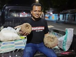 Sukses Budidaya Porang, Warga Desa Kaliwader Raup Puluhan Juta Sekali Panen