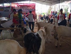 Tidak Perlu Merantau Jauh, Pelihara Kambing Kaligesing Prospeknya Menjanjikan