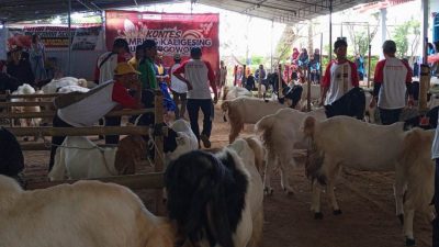 Tidak Perlu Merantau Jauh, Pelihara Kambing Kaligesing Prospeknya Menjanjikan