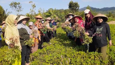 PKK Kebon Gunung Panen Raya Kacang Tanah Program Ketahanan Pangan Nabati