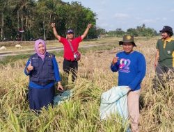 Ubinan Padi Hibrida di Ngombol Bisa Capai 11,08 Ton/Hektar