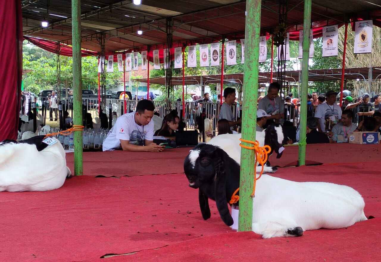 kambing kaligesing