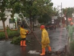 Diguyur Hujan Deras, Pohon Tumbang Dominasi Kejadian Bencana di Purworejo