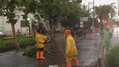 Diguyur Hujan Deras, Pohon Tumbang Dominasi Kejadian Bencana di Purworejo