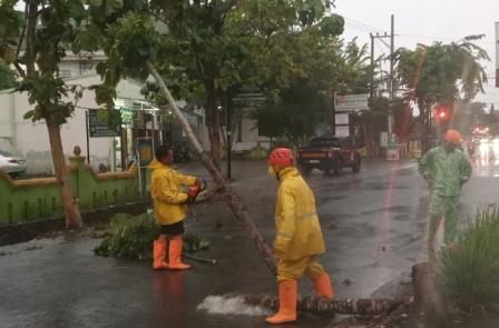 pohon tumbang