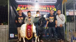 Kambing dari Andoyo Farm Tlogorejo Jadi Kampiun Expo dan Kontes Kambing Kaligesing 2025