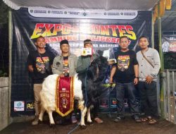 Kambing dari Andoyo Farm Tlogorejo Jadi Kampiun Expo dan Kontes Kambing Kaligesing 2025