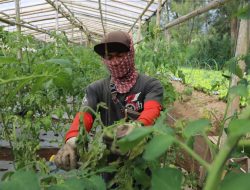 Program Zilenial Ahmad Luthfi Dukung Regenerasi Petani Muda Jawa Tengah