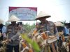 Kapolres Lakukan Panen Raya Jagung