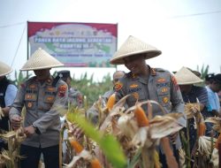 Kapolres Lakukan Panen Raya Jagung