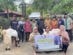 Bumdesa Lancar Jaya Luncurkan Program Ketahanan Pangan Subbidang Peternakan Susu Kambing Kaligesing