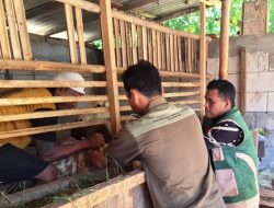 Cegah Wabah PMK, DKPP Purworejo Gencarkan Vaksinasi Ternak Sapi