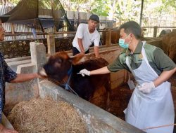 Healing, Layanan Kesehatan Hewan Gratis Pemprov Jateng Sasar Peternak Desa