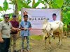 Mensesneg Prasetyo Hadi Bagikan Hewan Kurban Sapi dan Kambing di Purworejo