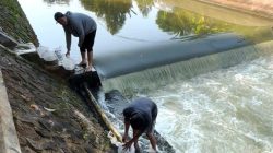 Tebar 2.000 Benih Ikan, Roy Adinata Ajak Masyarakat Jaga Ekosistem Saluran Kedung Putri