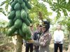 Panen Raya Pepaya California, Kapolres Purworejo dan Ketua KNPI Berdialog dengan Petani