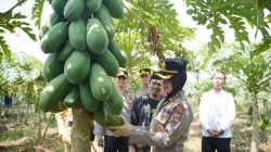 Panen Raya Pepaya California, Kapolres Purworejo dan Ketua KNPI Berdialog dengan Petani