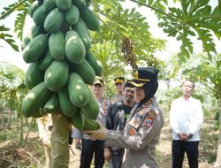 Panen Raya Pepaya California, Kapolres Purworejo dan Ketua KNPI Berdialog dengan Petani