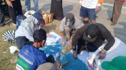 Cegah Tikus Meyerang, Warga Brenggong Racik Obat Mujarab